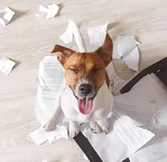Hunde am Arbeitsplatz: Was ist oder verboten?