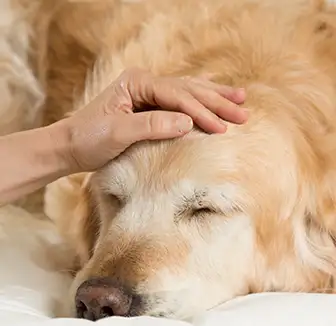 Hundesenior: 13 Tipps für den Alltag einem Hund