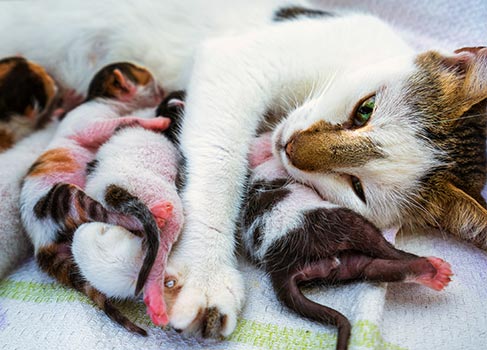 Geburt Bei Katzen So Hilfst Du Der Katzenmutter Vs