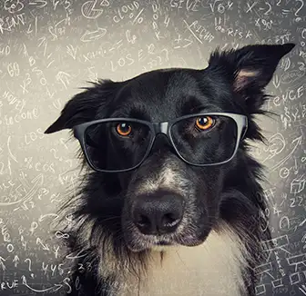 Intelligente Hunde: Wie klug ist Deiner? Teste seinen IQ! |