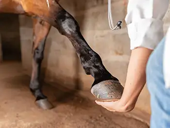 Tierarzt untersucht ein Abszess am Pferdehuf