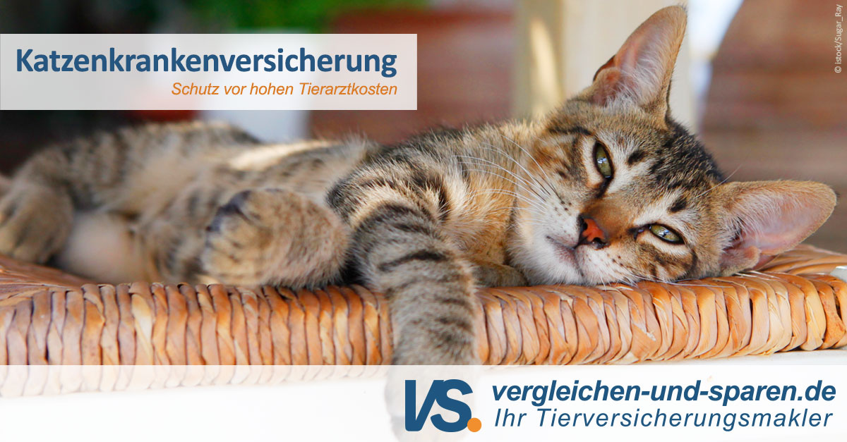 Die Häufigsten Katzenkrankheiten In Der übersicht Vs