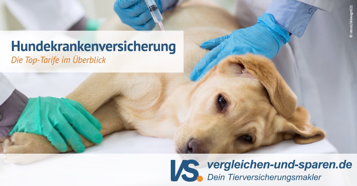 Hundekrankenversicherung: Testsieger Und -verlierer