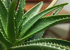 Aloe Vera