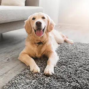 Golden Retriever liegt auf dem Tippich im Wohnzimmer