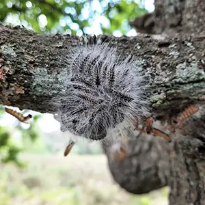 Eichenprozessionsspinner am Baum