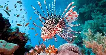 Feuerfisch schwimmt im Aquarium über Korallen