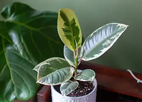 Ficus