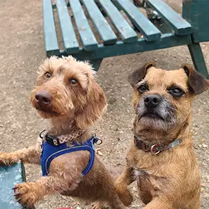 Hund mit Halsband und Hund mit Geschirr im Park