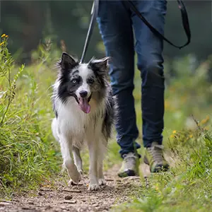 Hund an der Leine