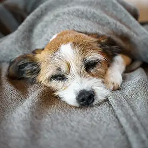 Hund liegt müse auf der Decke