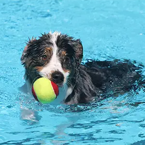 Hund spielt mit dem Ball im Wasser