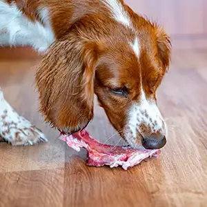 Hund frisst rohes Fleisch