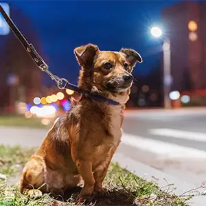 Hund bei Nacht