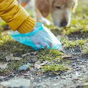 Hundehaufen wird entsorgt