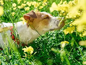 Hund schnuppert an einer Blume