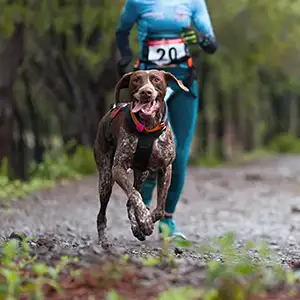 Hund läuft beim Canicross mit