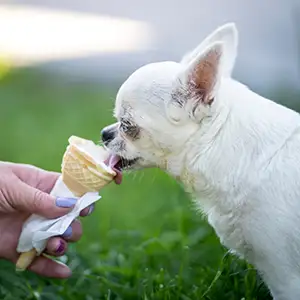 Hund wird mit selbstgemachtem Eis gefüttert