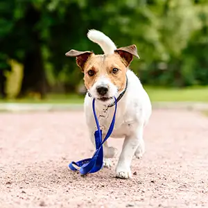 Hund im Park trägt seine Leine selber