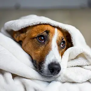 Hund liegt unter der Decke und zeigt Anzeichen einer Krankheit