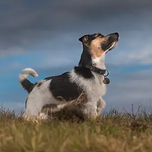 Hund bei Gewitter auf der Wiese