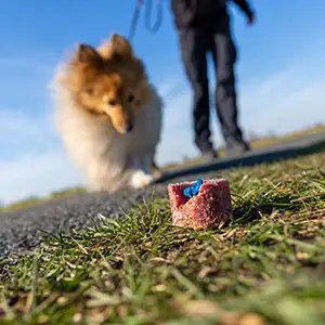 Hund läuft auf den ausgelegten Giftköder zu