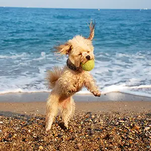 Hund spielt ausgelassen mit dem Ball am Strand