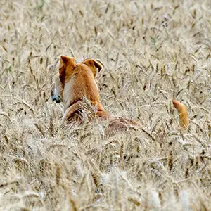 Hund im Roggenfeld