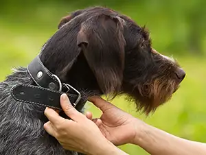 Hund bekommt das Halsband umgelegt