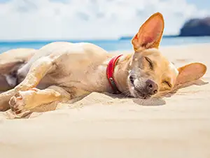 Hund liegt auf dem heißen Strand