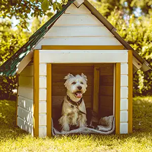 Kleiner Hund in der Hundehütte