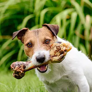 Hund mit Knochen