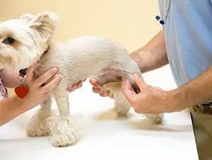 Tierarzt untersucht den Hund auf Kreuzbandriss