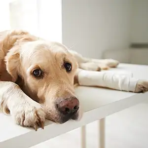 Hund mit Kreuzbandriss auf dem Behandlungstisch beim Tierarzt