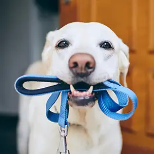 Hund hält seine Leine im Maul