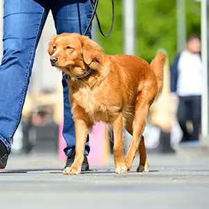 Hund läuft an der vorgeschriebenen Leine