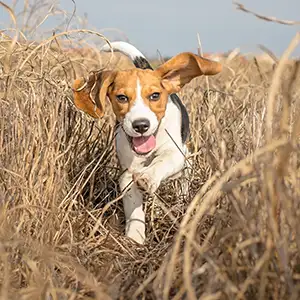 Hund rennt durch das Kornfeld