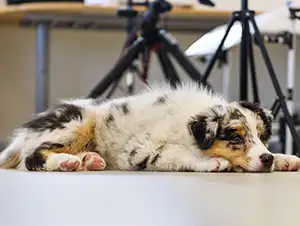 Hund liegt im Büro unter dem Schreibtisch