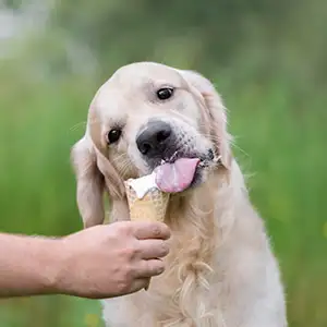 Hund wird mit Eis aus dem Hörnchen gefüttert