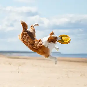 Hund spielt am Strand