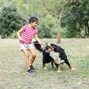 Hund beißt beim spielen ein Mädchen