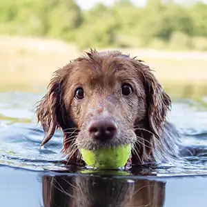 Hund schwimmt im See mit Tennisball im Maul