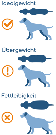 Infografik: Hundegewicht anhand der Körperform beurteilen