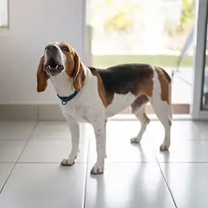 Bellender Hund in der Wohnung