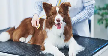 ein Hund liegt beim Tierarzt entspannt auf dem Behandlungstisch und schaut in die Kamera