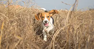 Hund rennt durch das Kornfeld