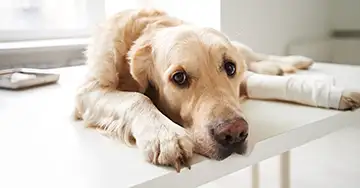 Hund liegt auf dem Behandlungstisch mit einem Kreuzbandriss