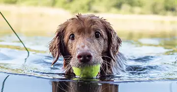 Hund mit Tennisball im Maul schwimmt im See