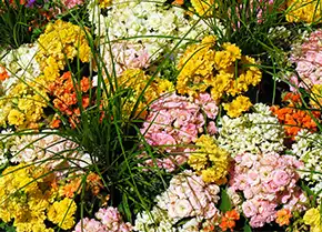 Kalanchoe