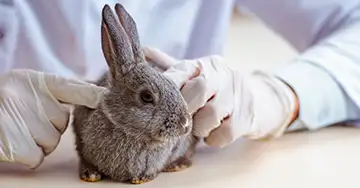 ein Kaninchen sitzt auf dem Behandlungstisch und der Tierarzt untersucht es manuell